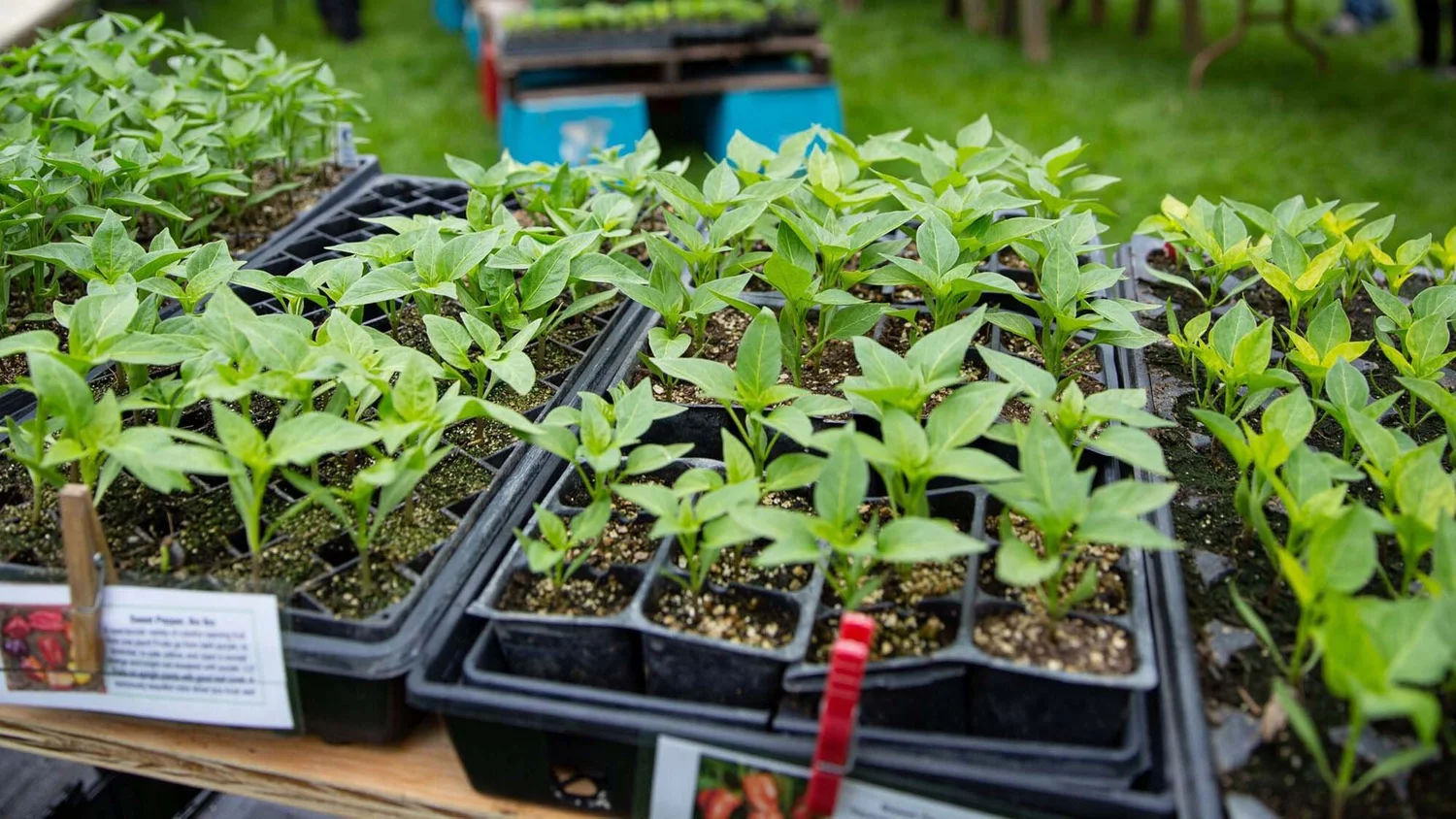 Vegetable & Herb Plants for Sale — Winterspring Farm