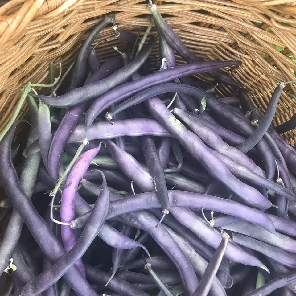 Bush bean, Royal Burgundy 2-pack