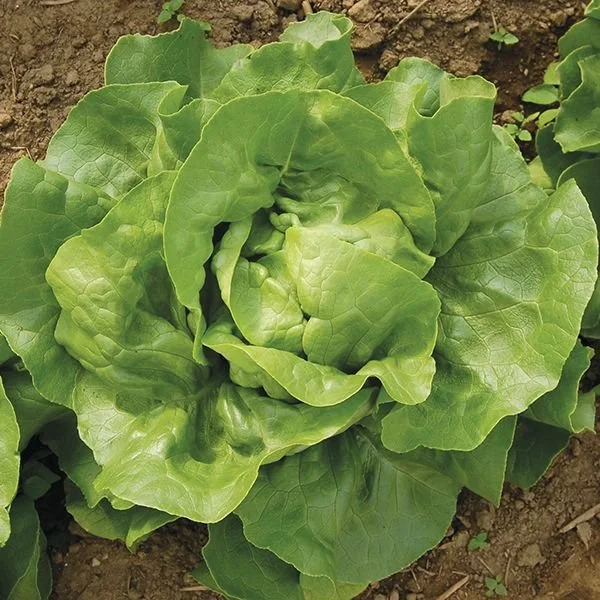 Lettuce Seedlings, Optima 3-pack