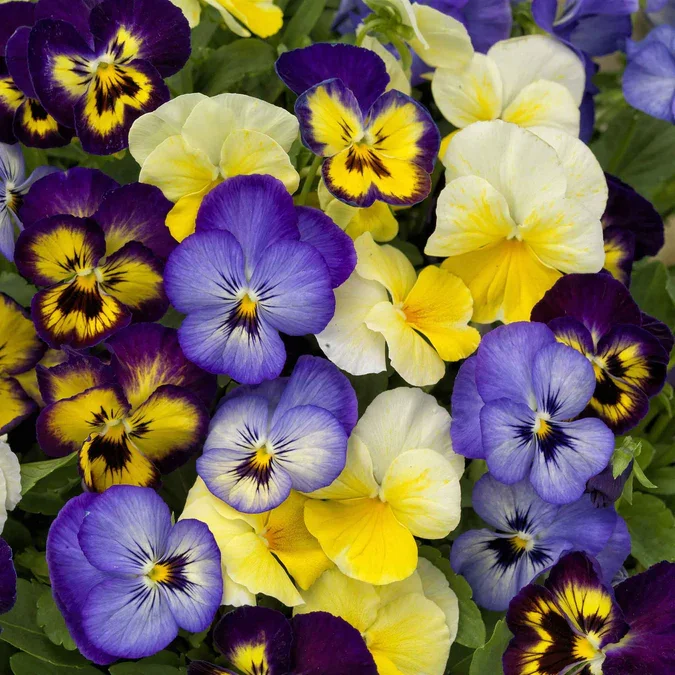 Viola Seedlings, 3-pack