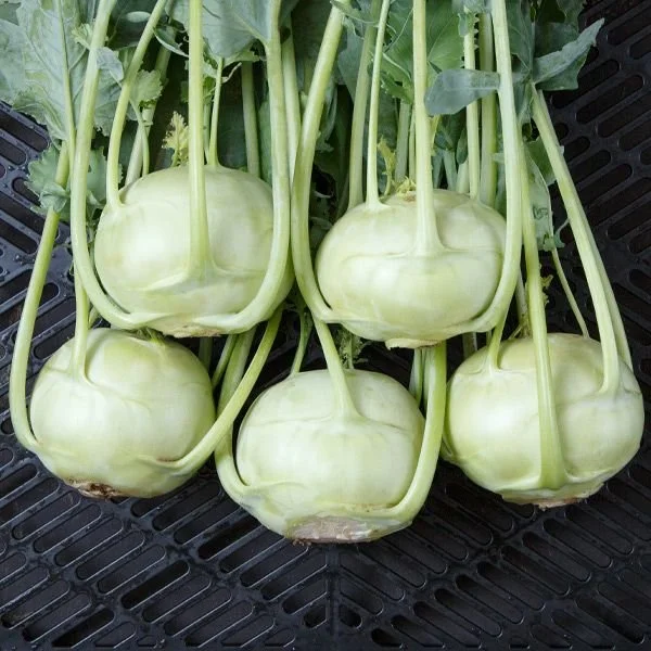 Kohlrabi Seedlings, Konan 3-pack