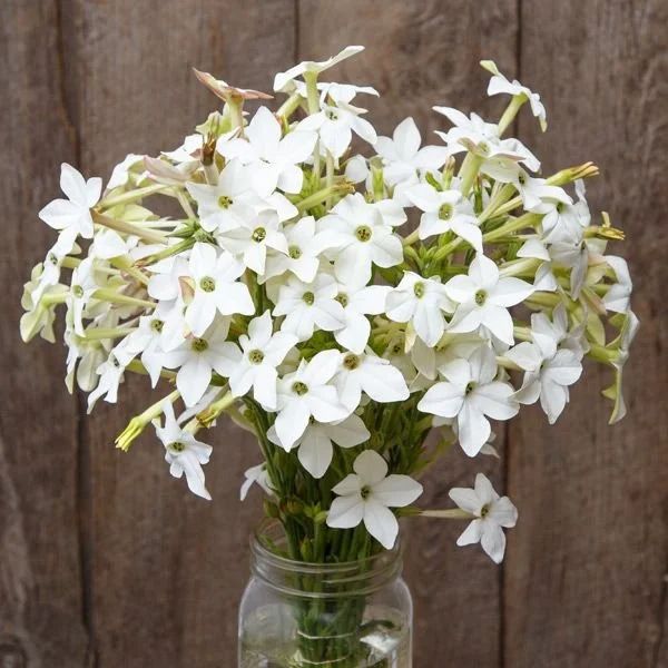 Nicotiana, Jasmine-Scented Tobacco 3-pack
