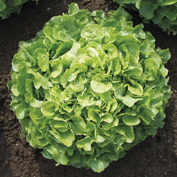 Lettuce Seedlings, Encino - 3-pack