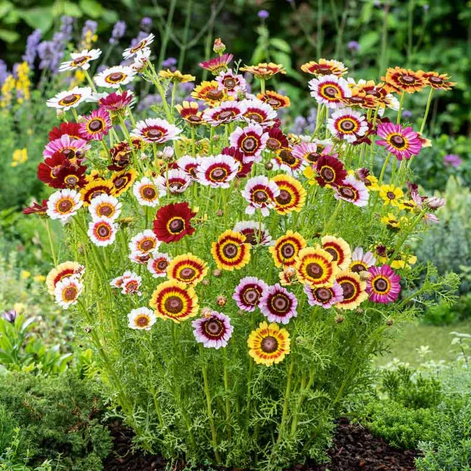 Daisy Seedlings, Rainbow Mix 3-pack