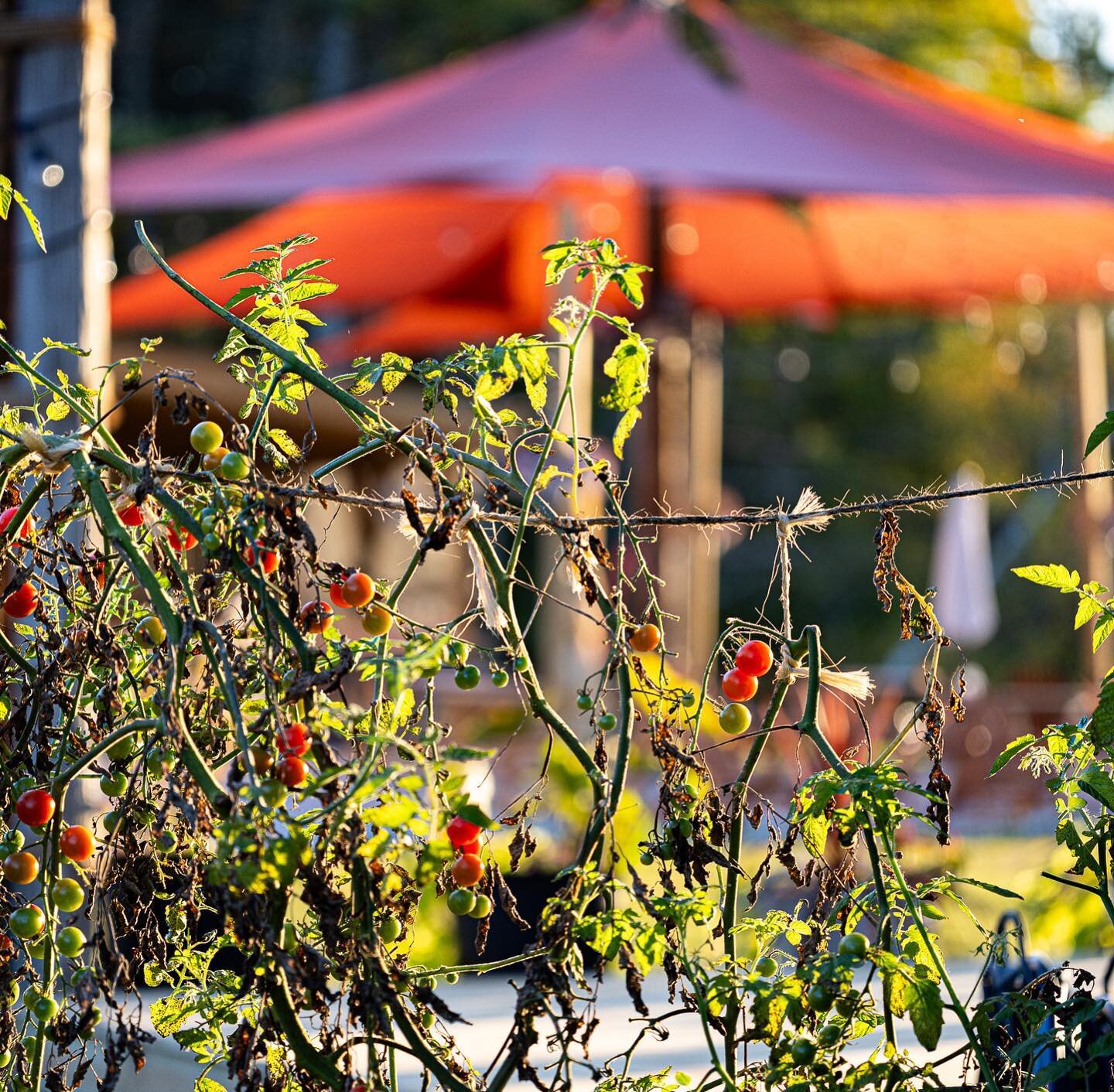 Autumn light makes this garden shine. What else have you found shines at #wanderatlongwoods ?

Open: 
Wed - Saturday 4pm - 9pm
Sunday 4pm - 8pm
Reservations link in bio.

#autumn #maine #southernmaine #farmtotable #garden #veggies #tomatoes #goldenho