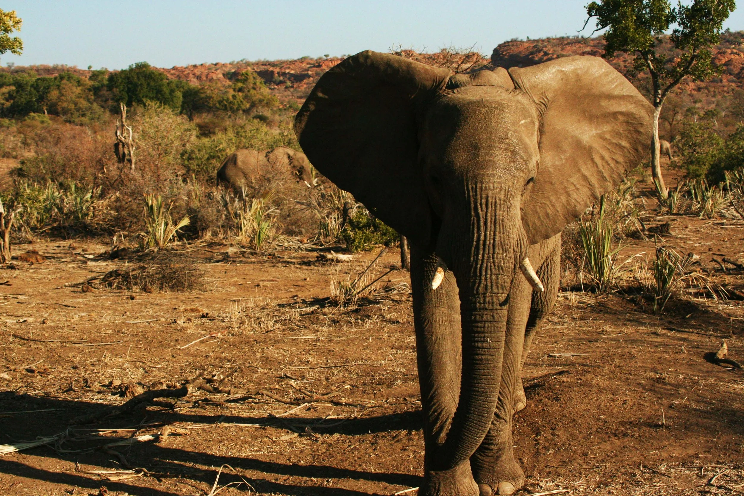 Young Bull Elephant, South Africa, 2014