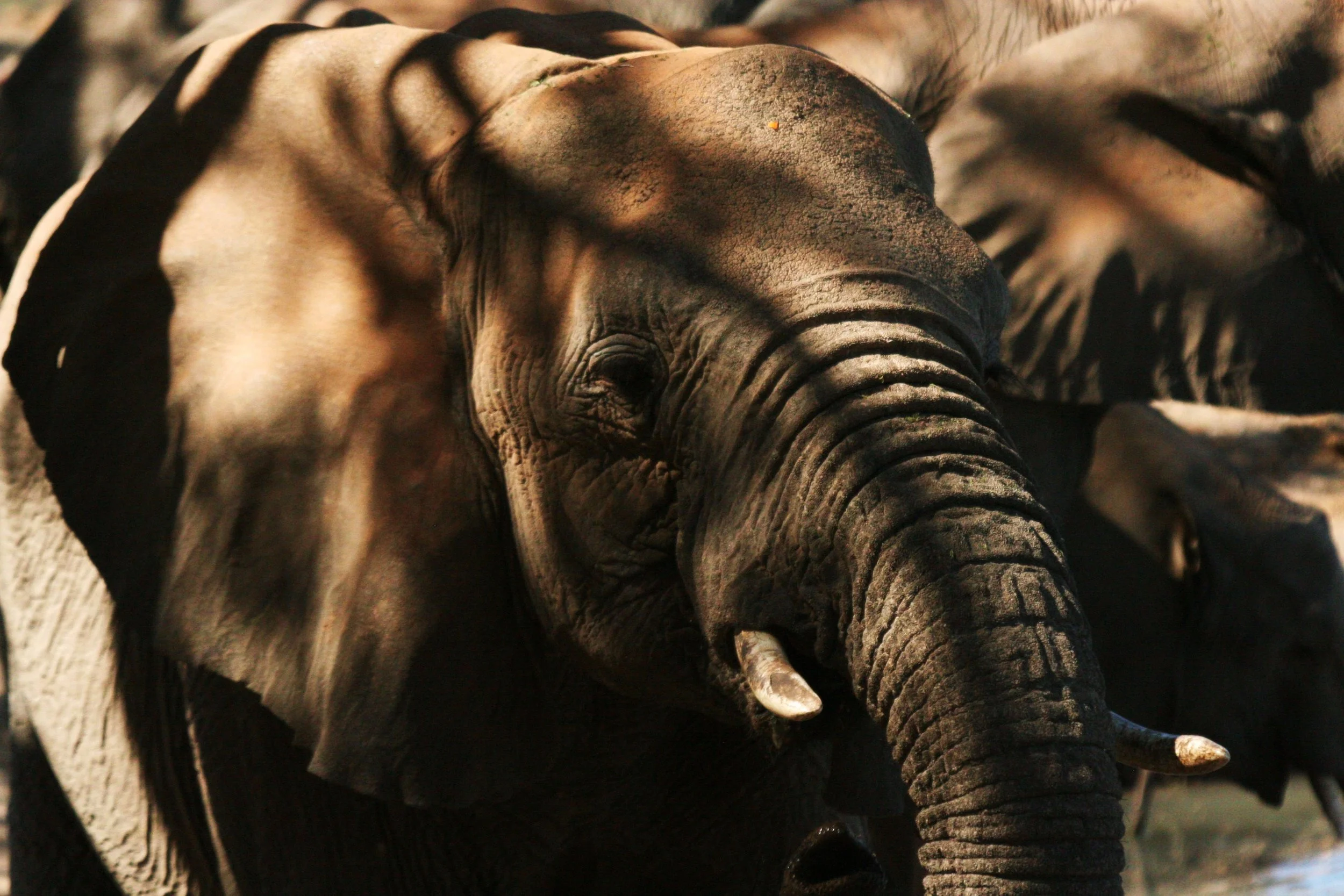 Elephant at Waterhole, South Africa, 2013
