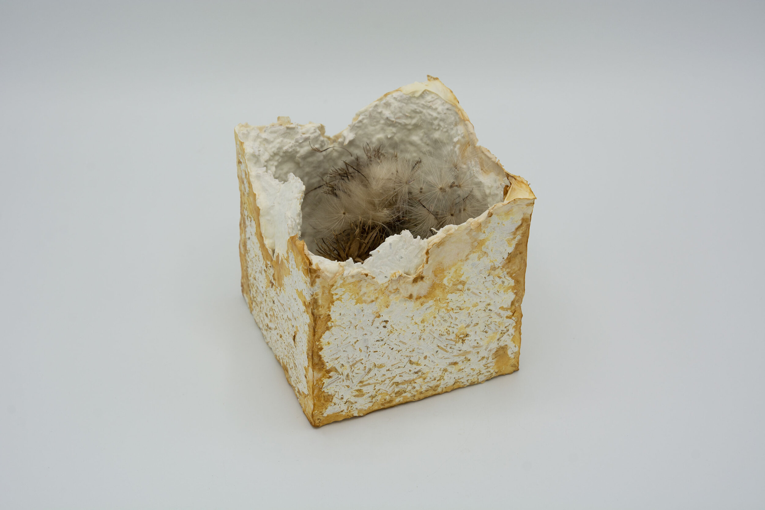 Kelly M O'Brien, One Meter Quadrat, detail, large cube. Mycelium, thistle seed heads ©2021 