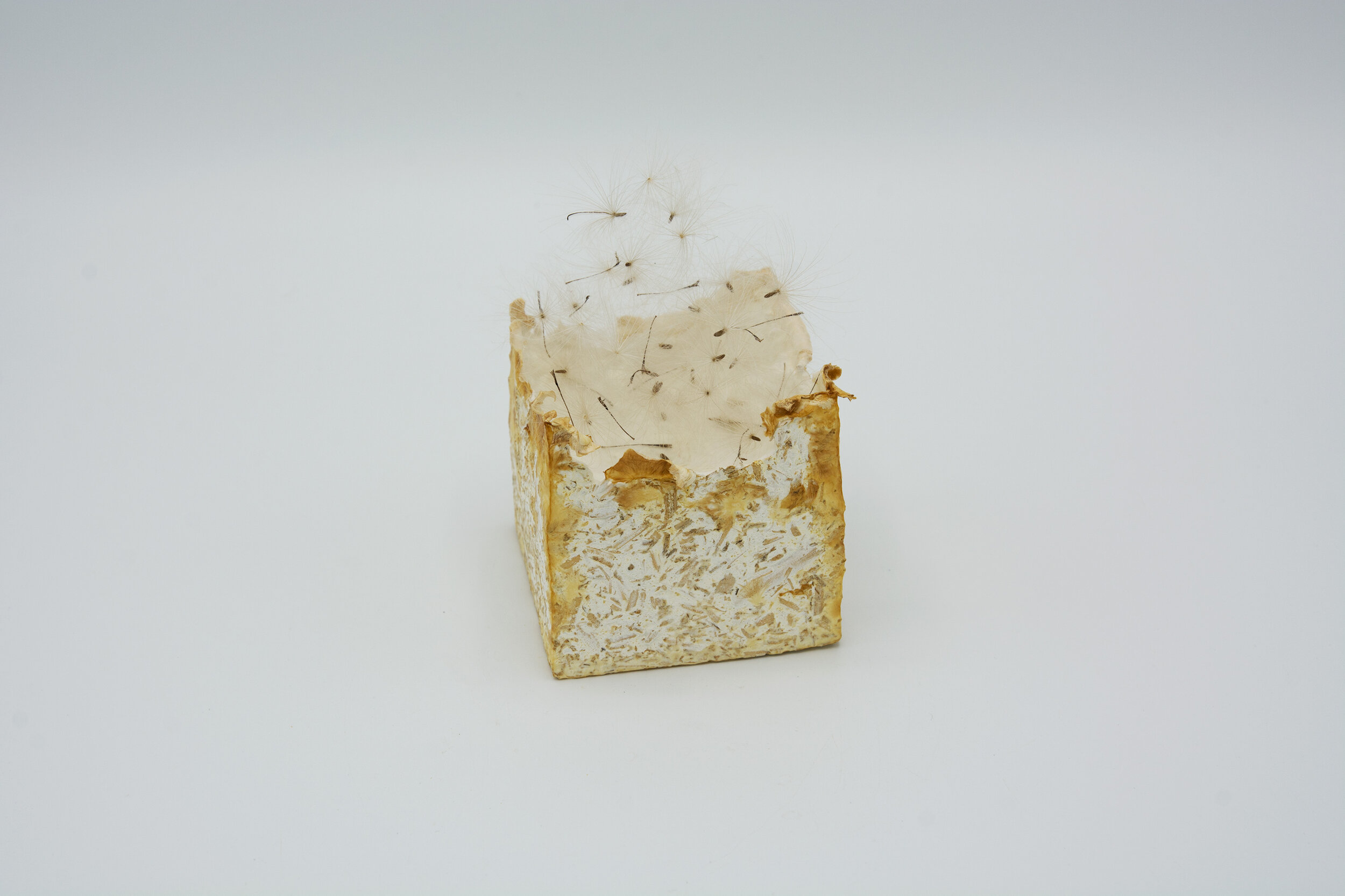  Kelly M O'Brien, One Meter Quadrat, detail, medium cube. Mycelium, thistle seed heads ©2021 