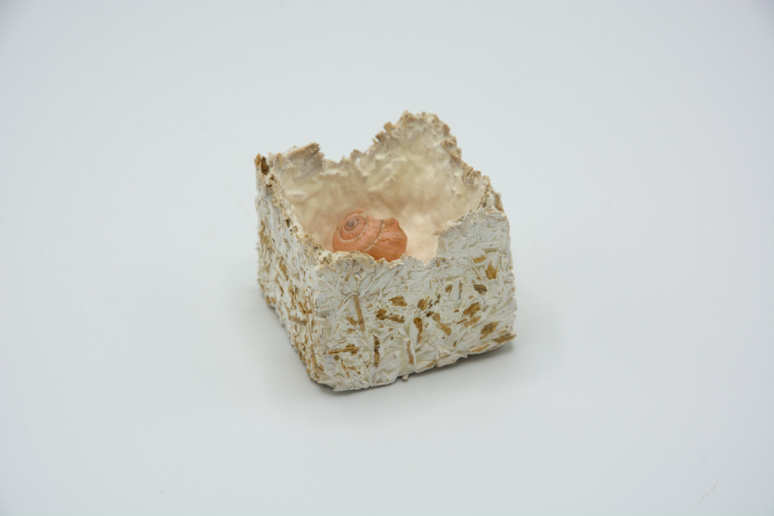  Kelly M O'Brien, One Meter Quadrat, detail, small cube. Mycelium, snail shell ©2021 