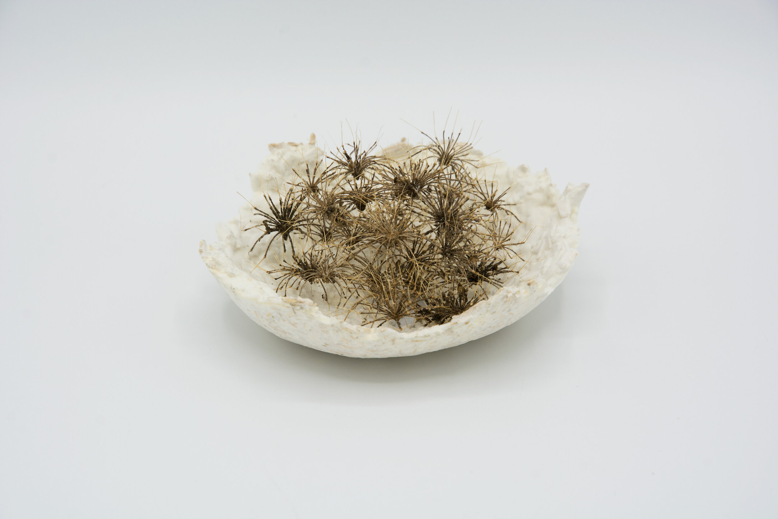  Kelly M O'Brien, One Meter Quadrat, detail. Mycelium, hogweed seed heads ©2021 