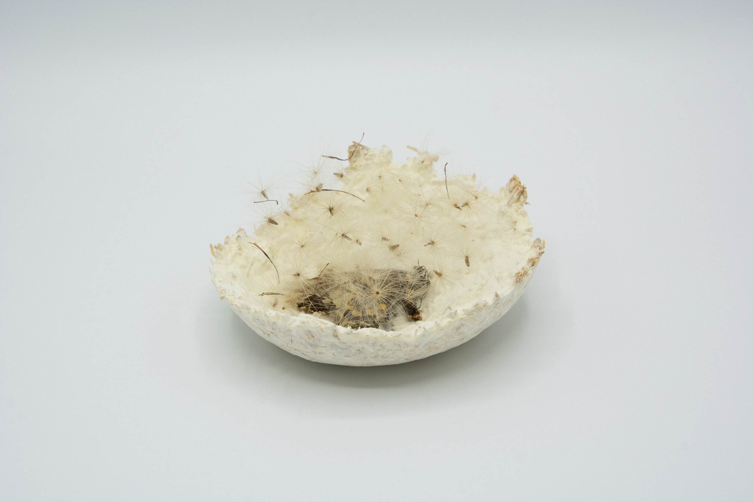  Kelly M O'Brien, One Meter Quadrat, detail. Mycelium, thistle seed heads, butterfly ©2021 