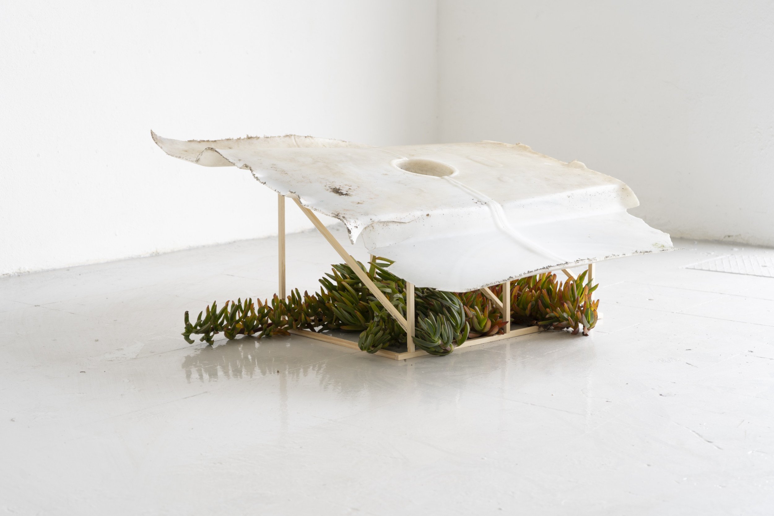  Kelly M O'Brien,  Rudera . Wood, found object (plastic), ice plant. 44 x 100 x 113 cm ©2022 