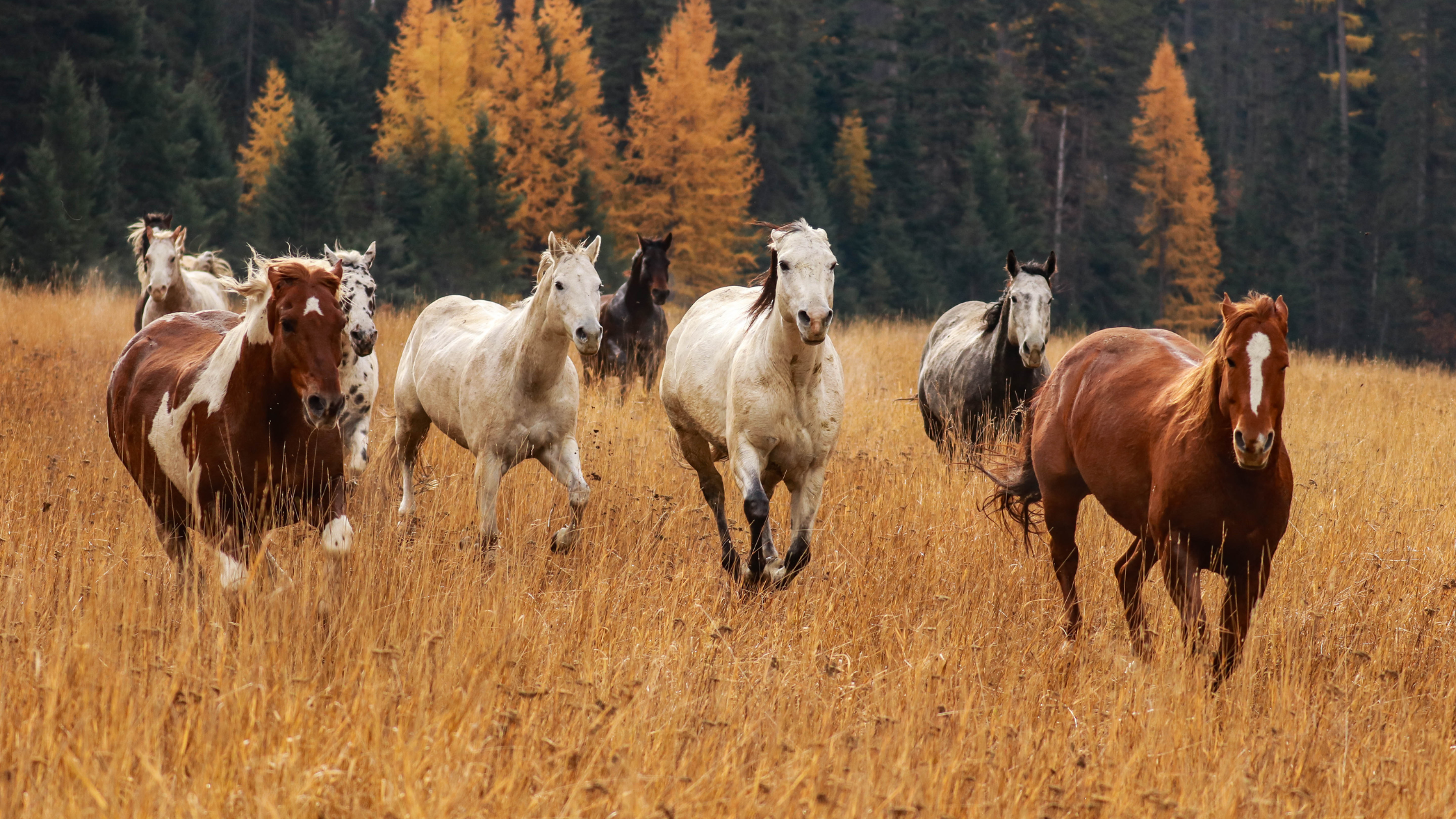 Horses running in a field.