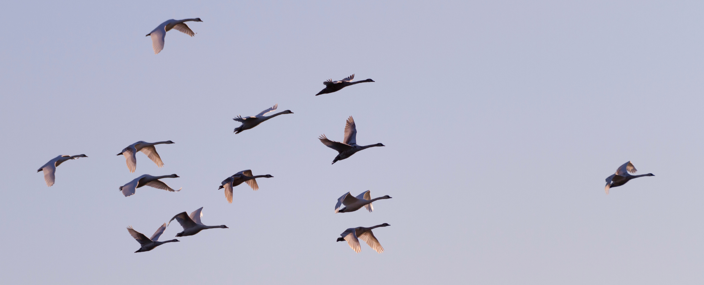 A flock of geese flying, with one slightly ahead.