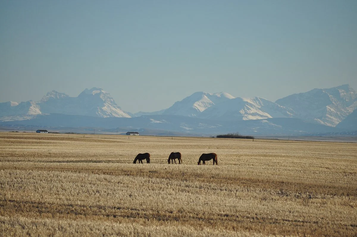 2010 - Canad30g web.jpg