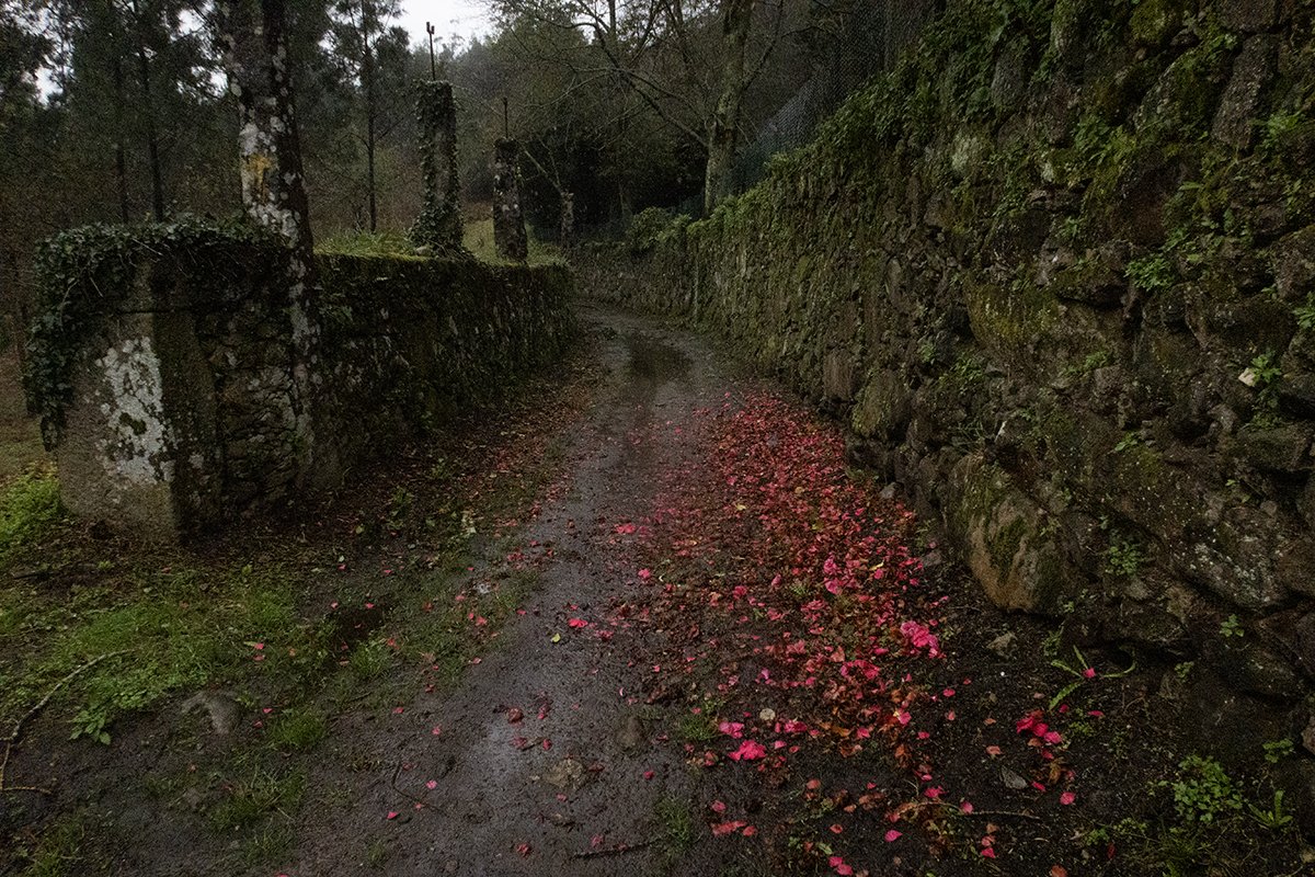 IMG_9931 (2) web.jpg