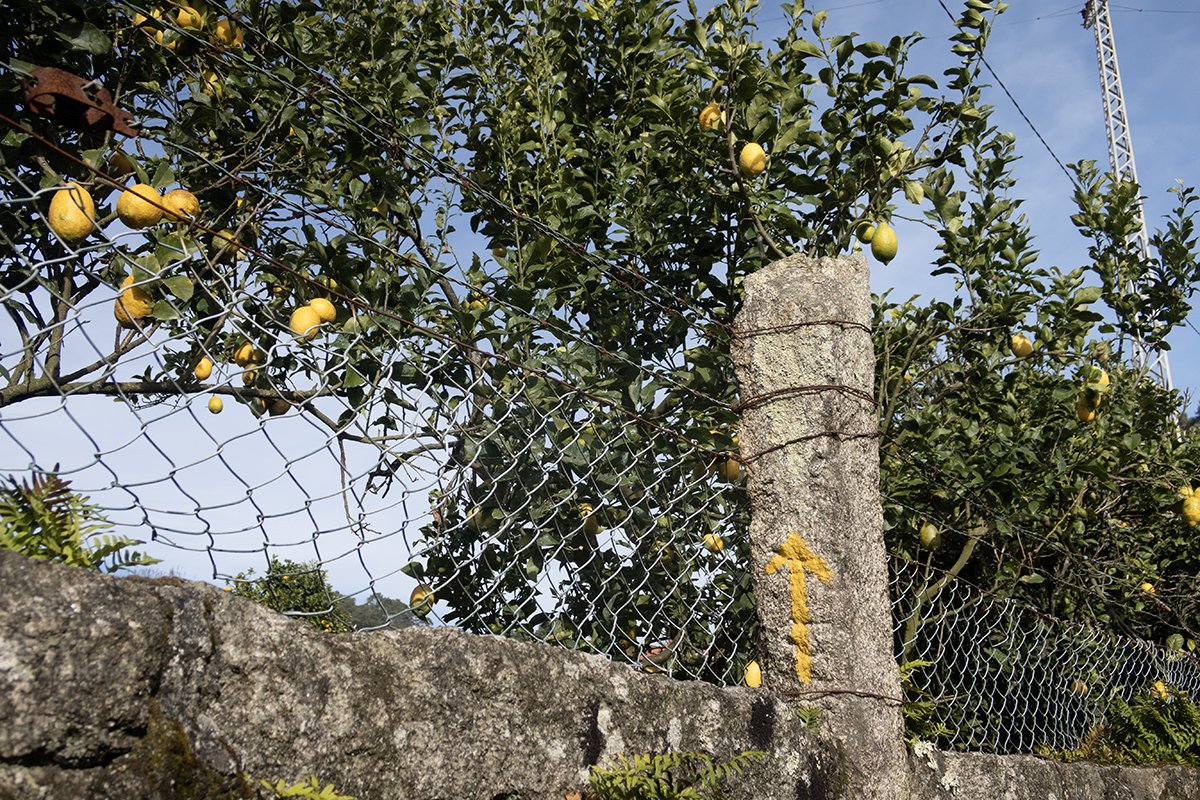 IMG_9668 (2) web.jpg