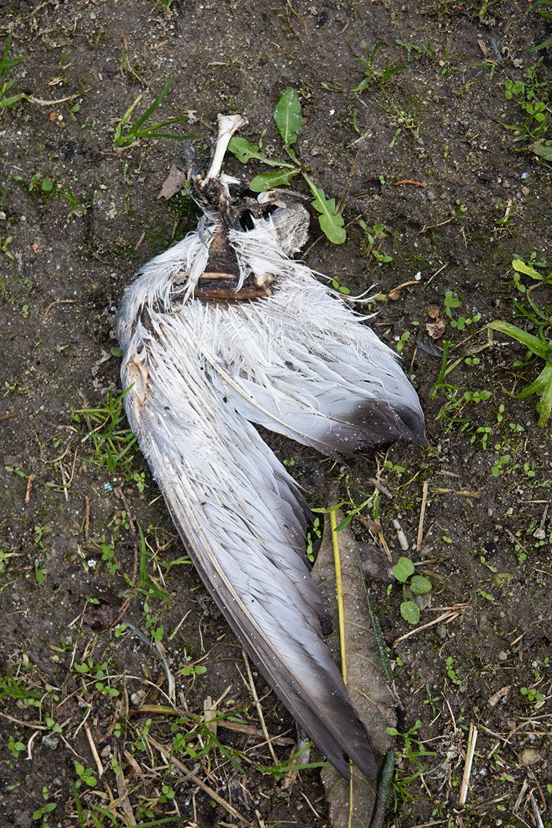 IMG_9750 (2) web.jpg