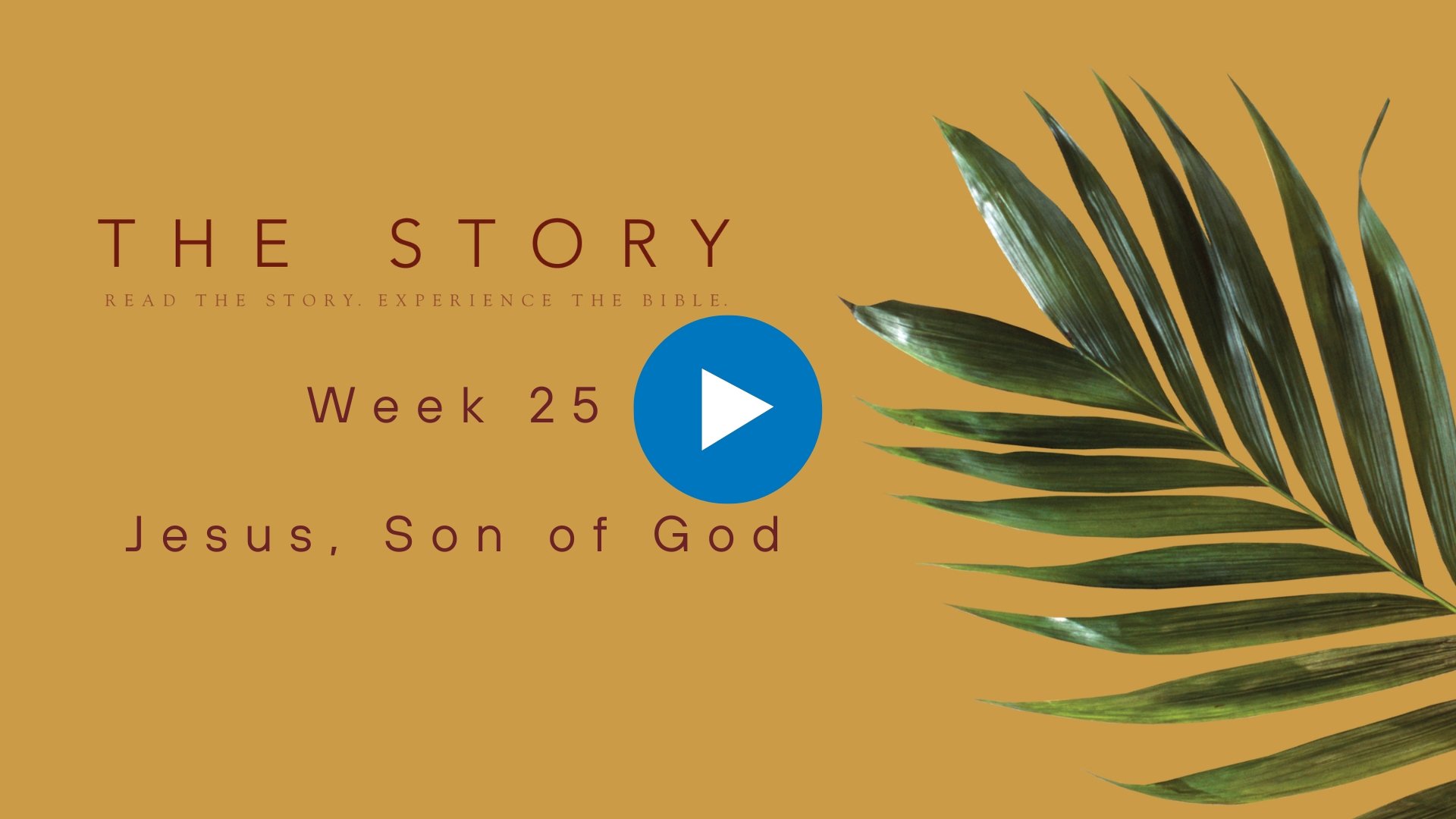 The Story Series: Jesus, Son of God