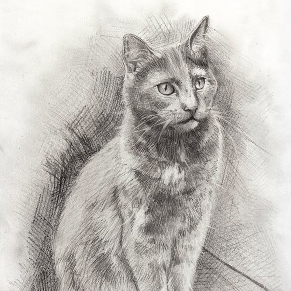 Cat Portraits