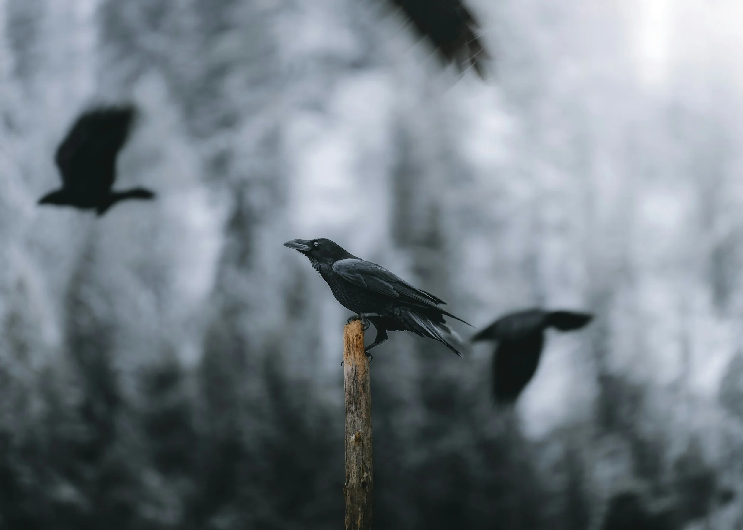 When Bitterness Takes Root: Healing the Hurt Behind Betrayal in Marriage