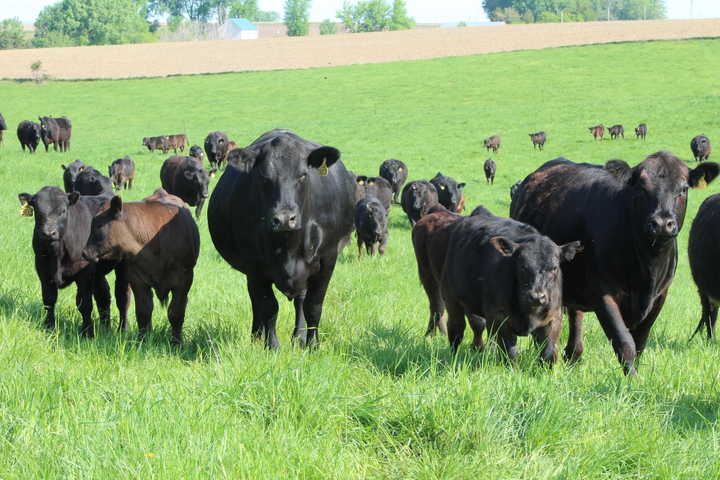 Cattle — Schafer Farms