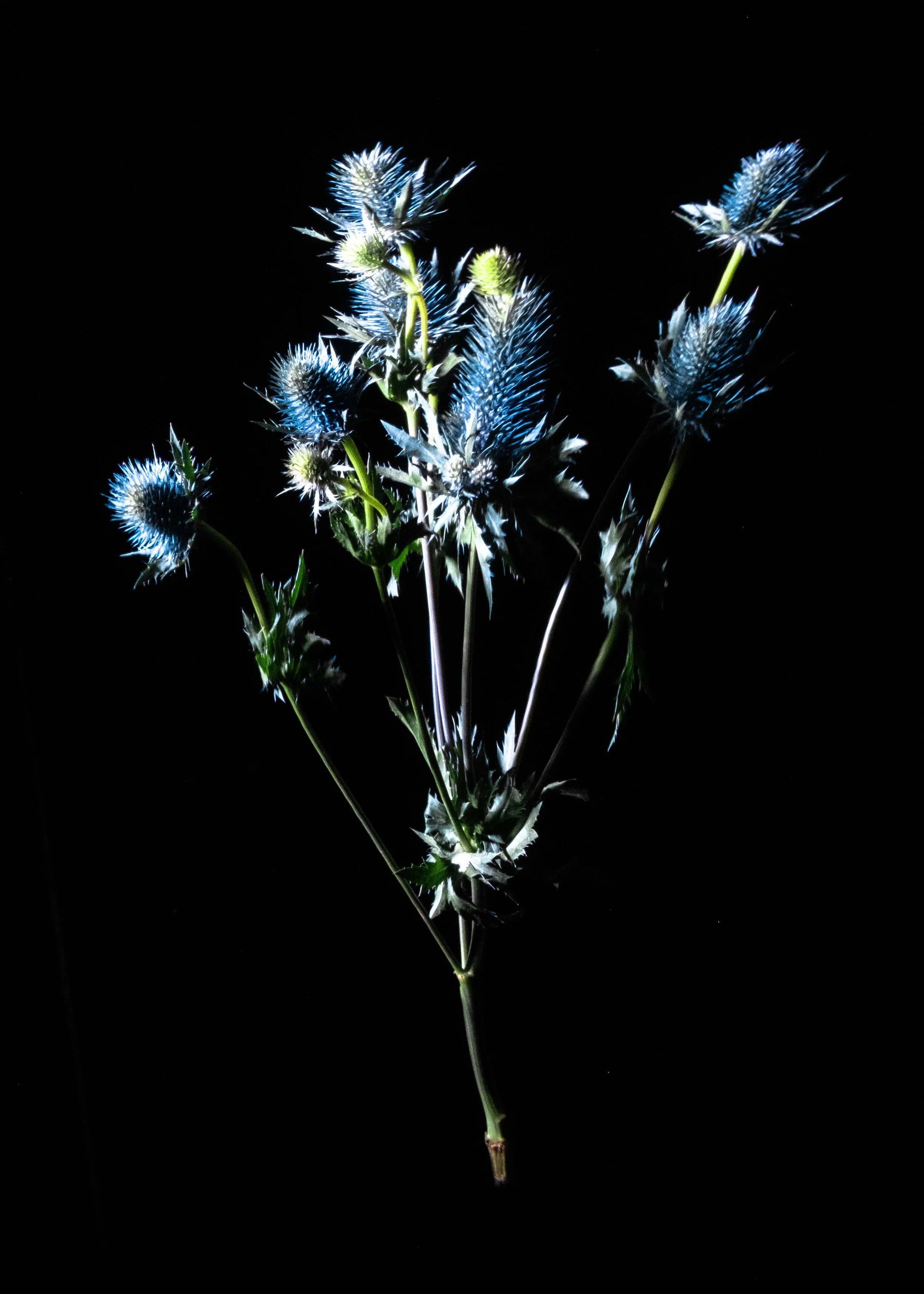 Perennial Stilllife1862.jpeg