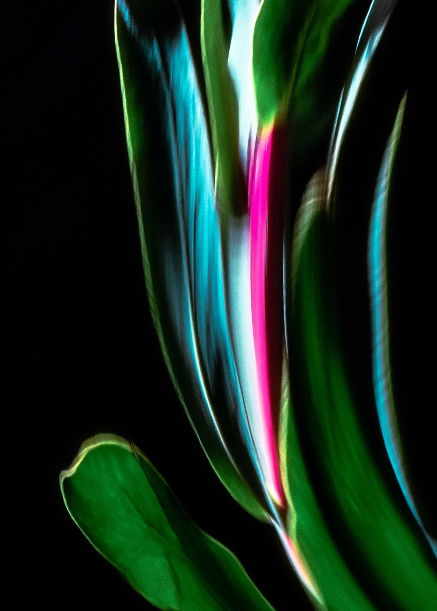 Perennial Stilllife1979_1 copy.jpeg