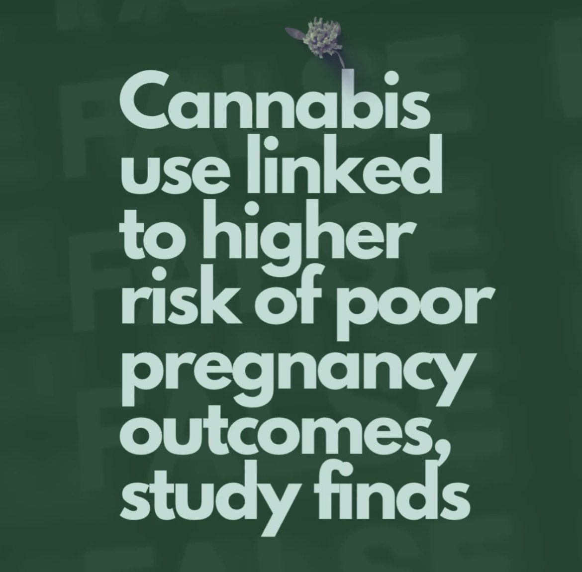 Debunking the "Cannabis and Pregnancy Risks" Study: A Critical Look