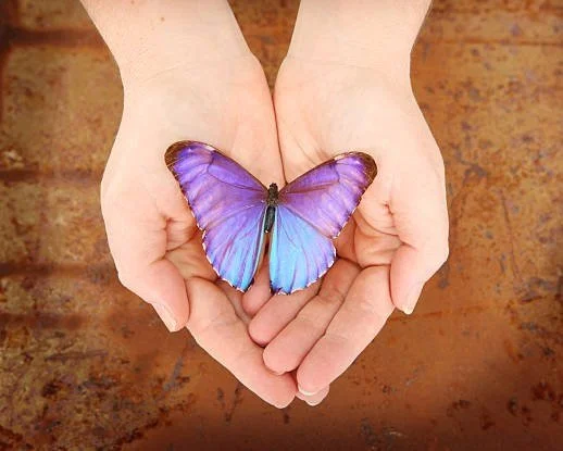 This image depicts open hands holding a purple and blue lifelike butterfly. The butterfly is a feature of Jill Vetstein's logo.