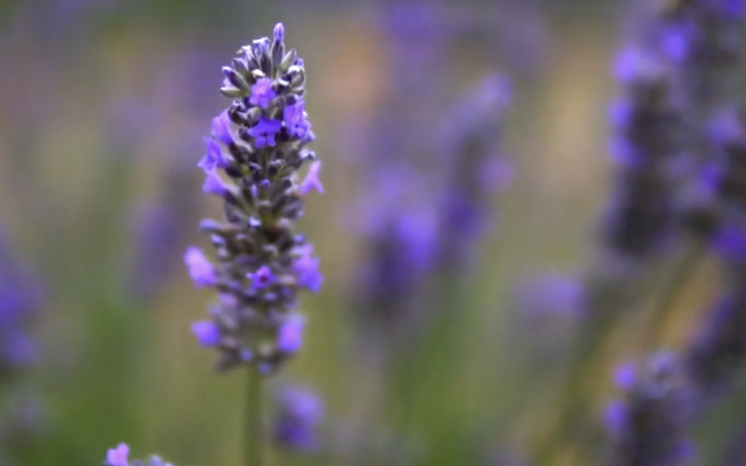 Screenshot 2026-01-07 at 2.58.37 PM.png