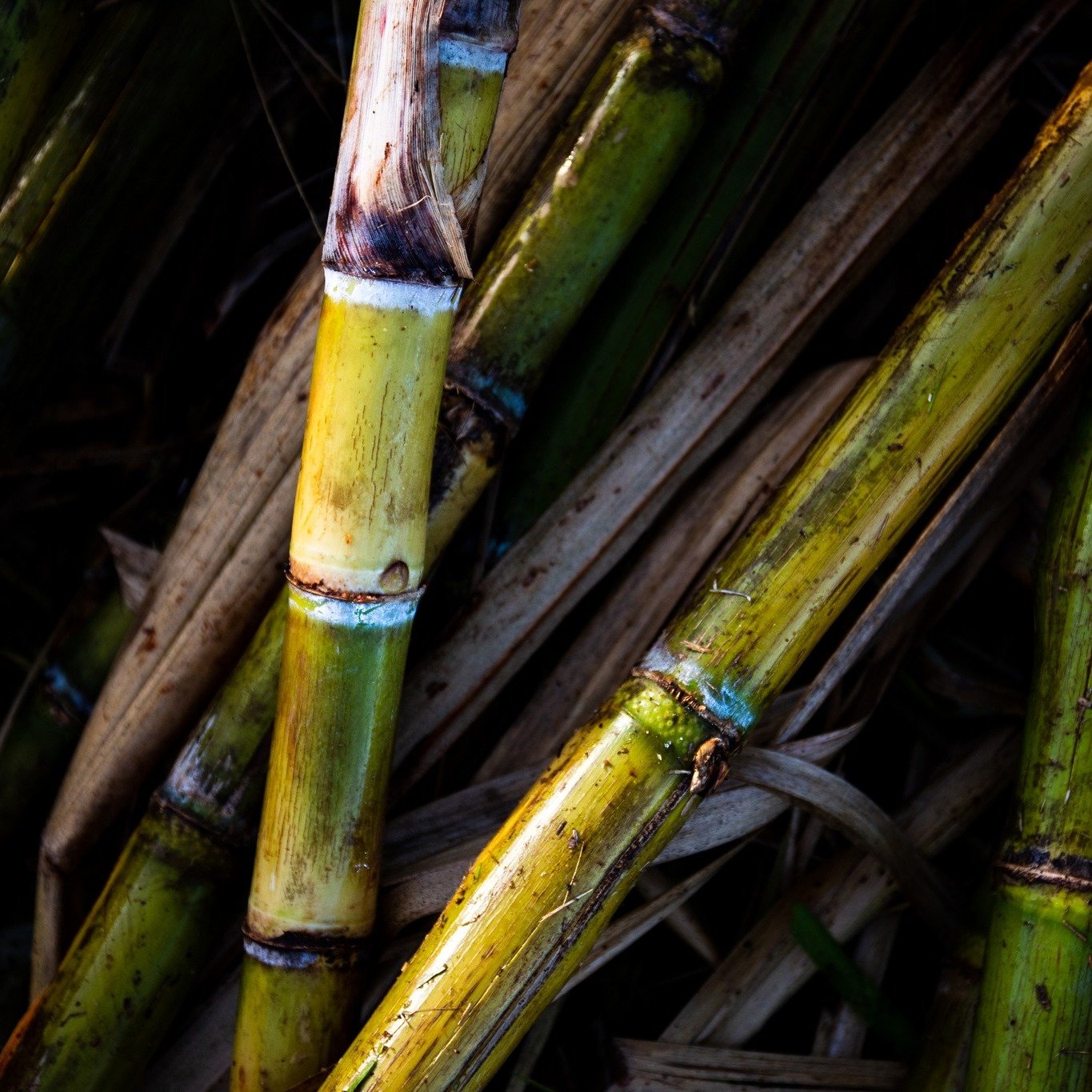 Did you know? Kō (sugarcane) has been a Hawaiian staple for over 1000 years! Every varietal of cane has a story and flavor profile of its own. At Kō Hana Distillers, our hope is to honor and celebrate the kō we have the privilege of planting and grow