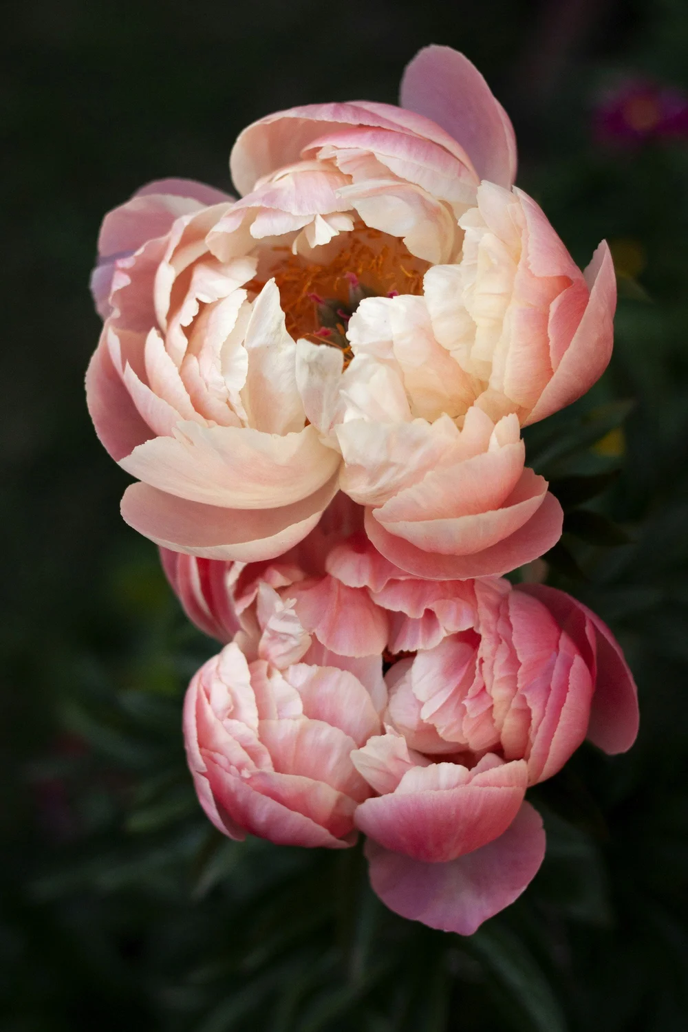 Peony