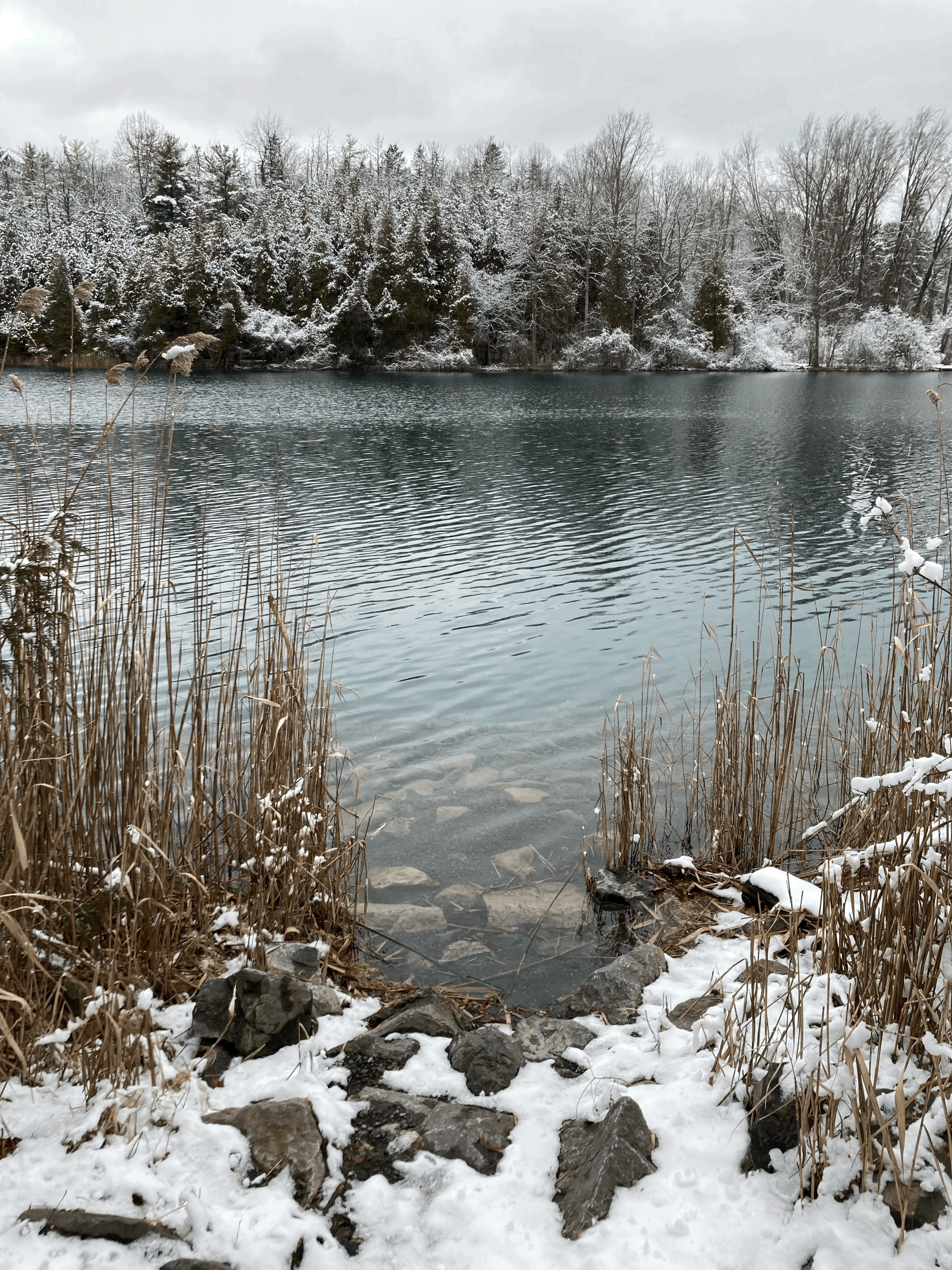 "Nature's Therapy: Embracing Gratitude and Simplicity for a Resilient Mind"