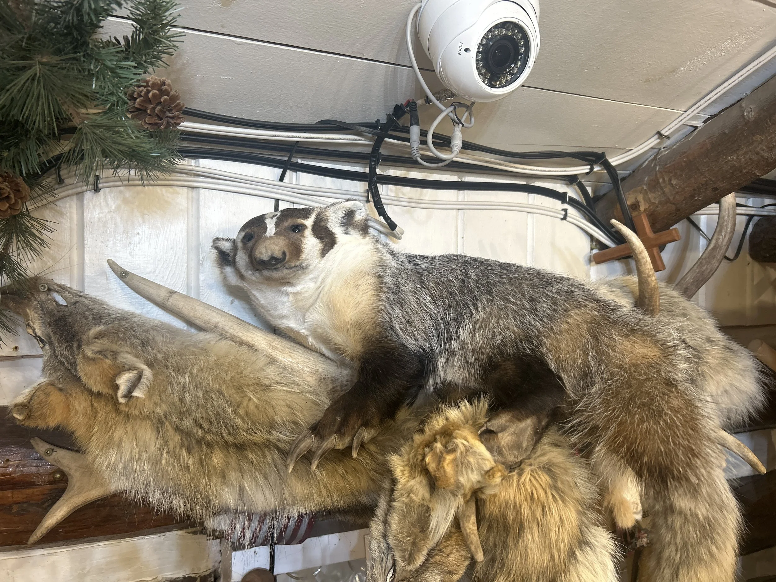 American Badger Mount