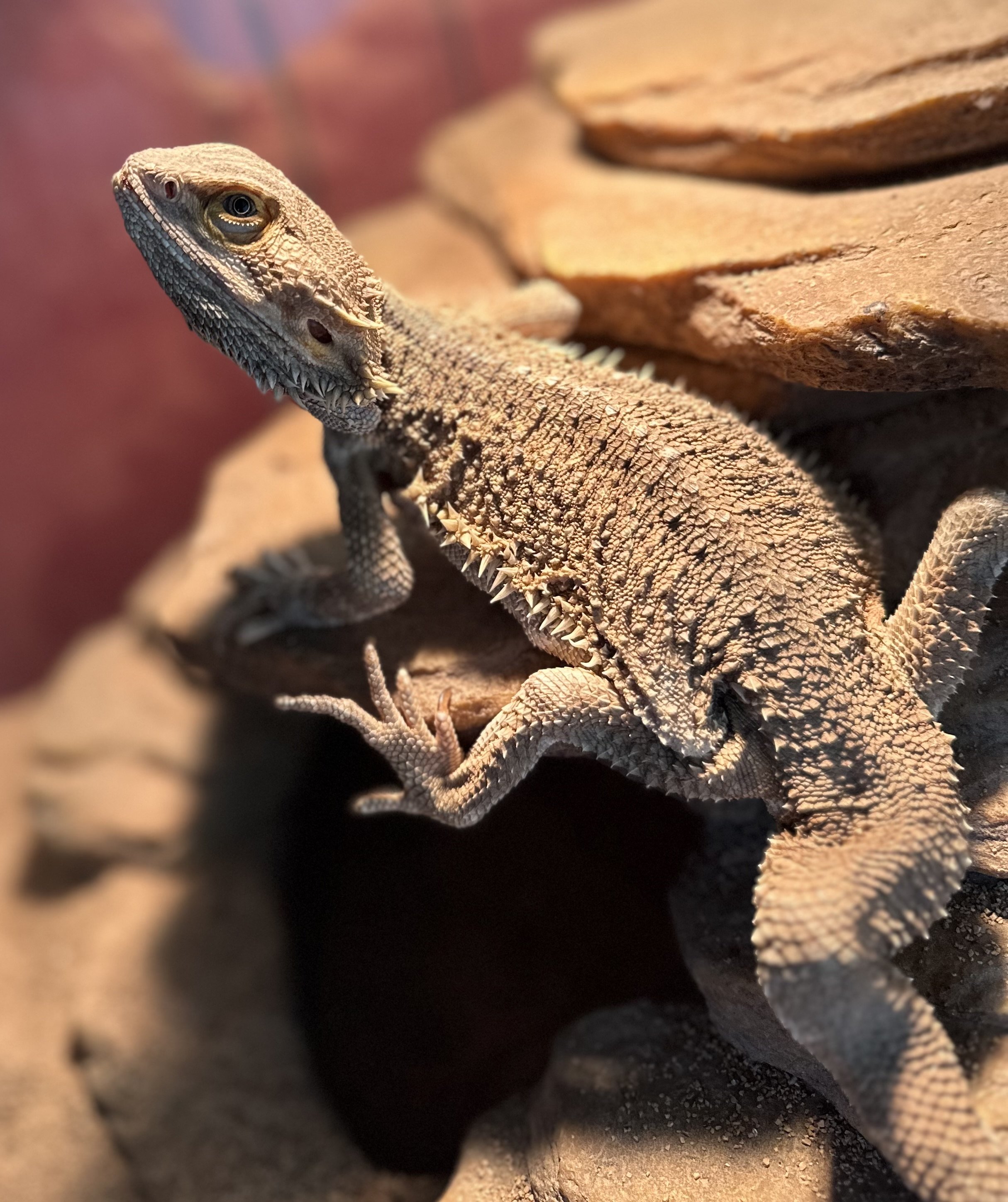 Bearded Dragon