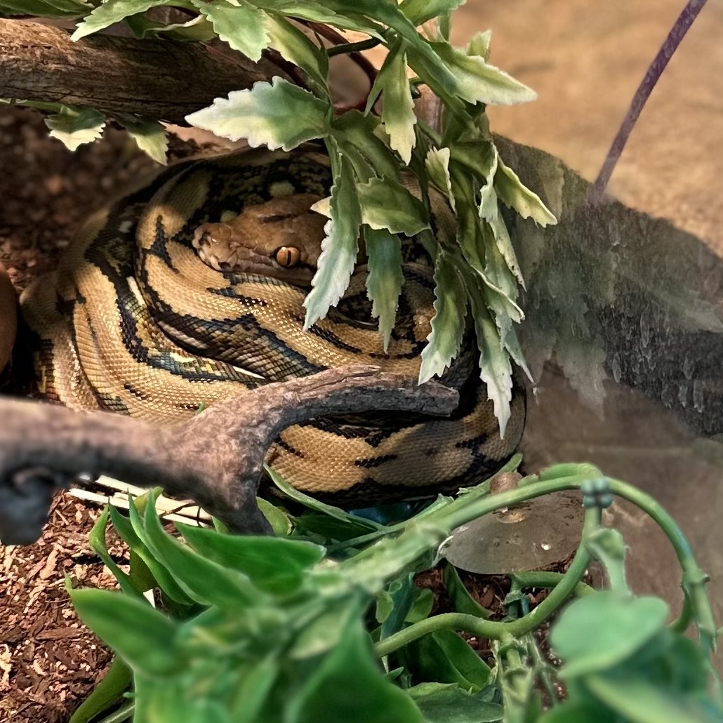 Reticulated Python