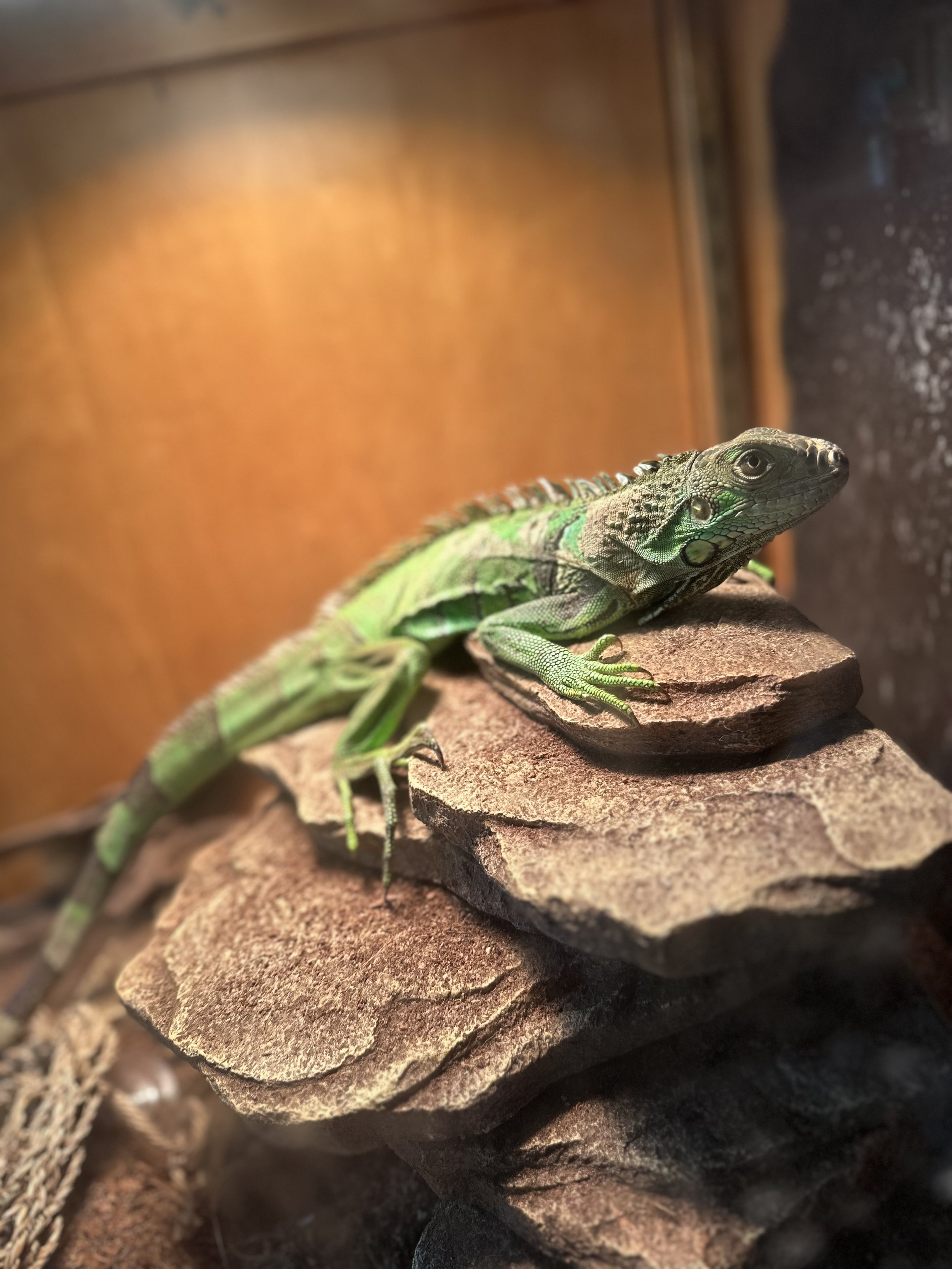 Green Iguana
