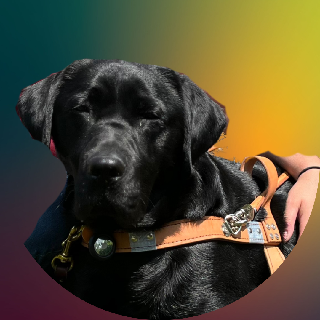 Billy, Staci's guide dog