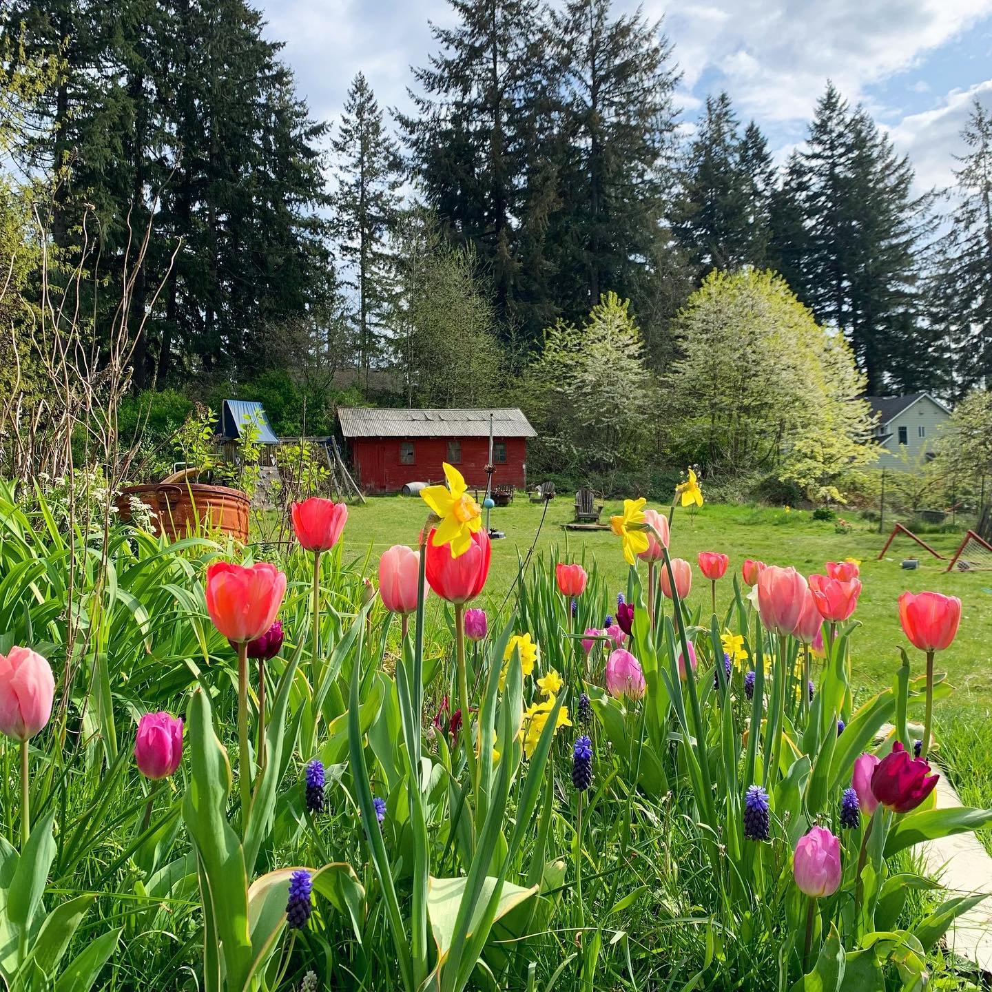I haven&rsquo;t been in a social sharing mood lately (more on that later) but I just can&rsquo;t let the spring flower show go unseen by the inter webs. So take a peek&hellip;
.
.
#tulips #daffodils #springbulbs #farm #barn #homestead #tinyhousefarms