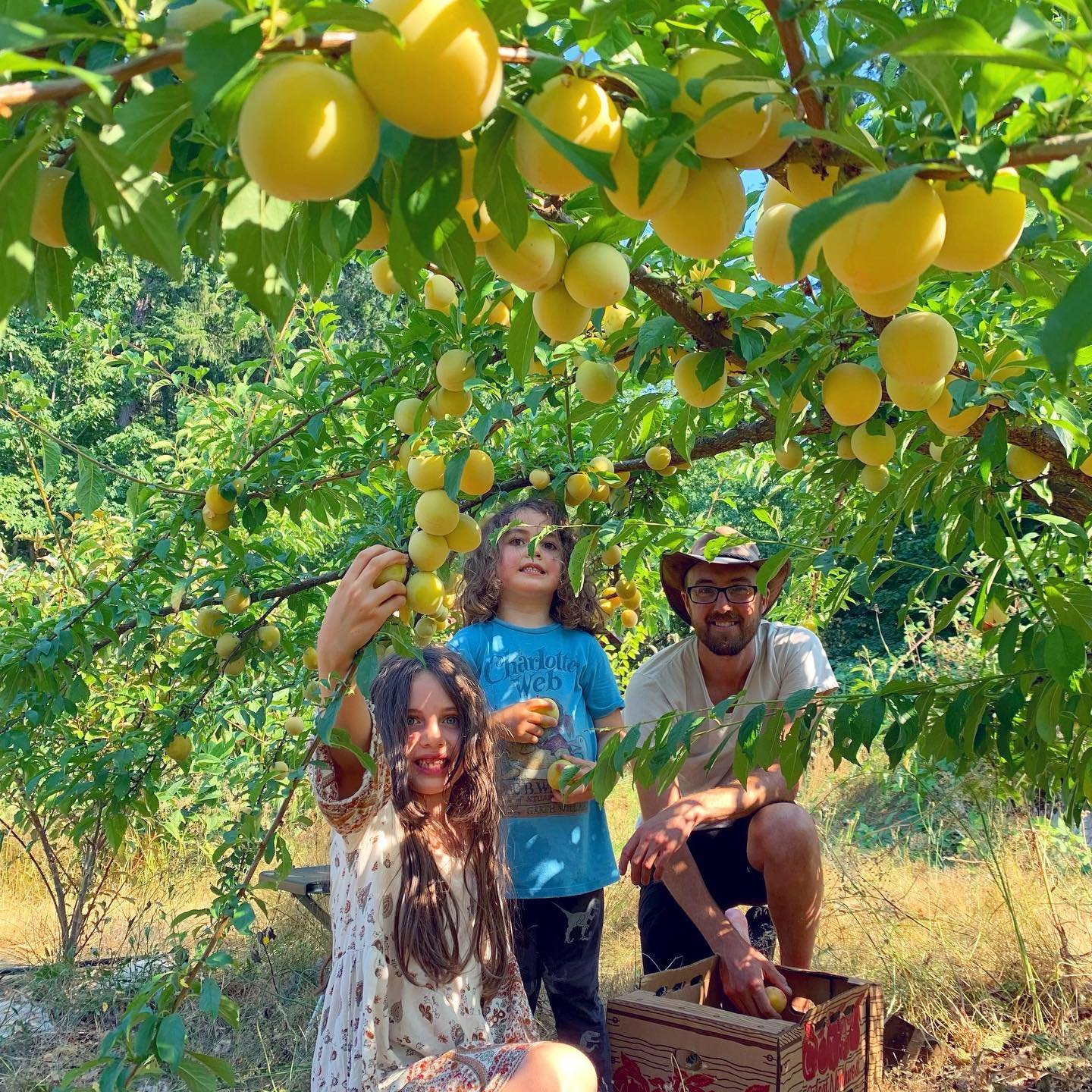 Family plum harvest&hellip;.definitely swipe to hear my sons harvest song. It&rsquo;s worth it. You will also hear My daughter {who sometimes complains about farm life and has decided she wants to live in the city when she grows up} say in a plum-lov