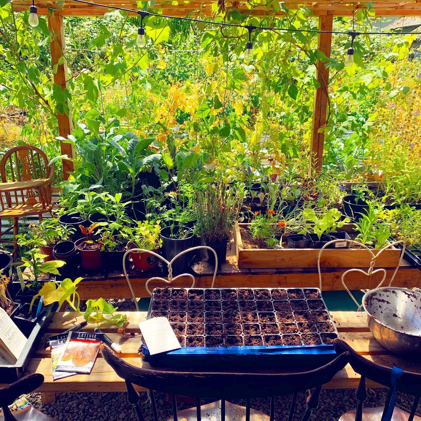 Time to plant your fall seeds if you are in the PNW! We just got some broccoli, cauli, cabbage, Brussels, and lettuce going in trays to plant out in august in places where I can cover as needed for colder fall weather. Carrots, beets, rutabaga, kholr