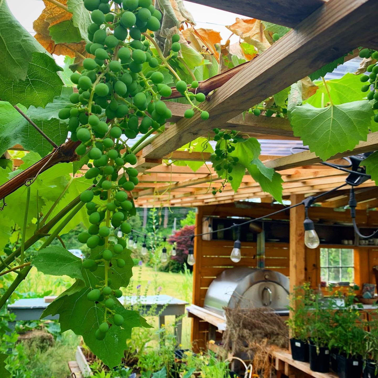 Since we last talked, we survived a majorly crazy heat wave here in the Pacific Northwest and we are now living in a jungle&hellip;lions and tigers and bears oh my. But really barn cats and dragonflies and snakes oh yay! The grape vines and kiwis are