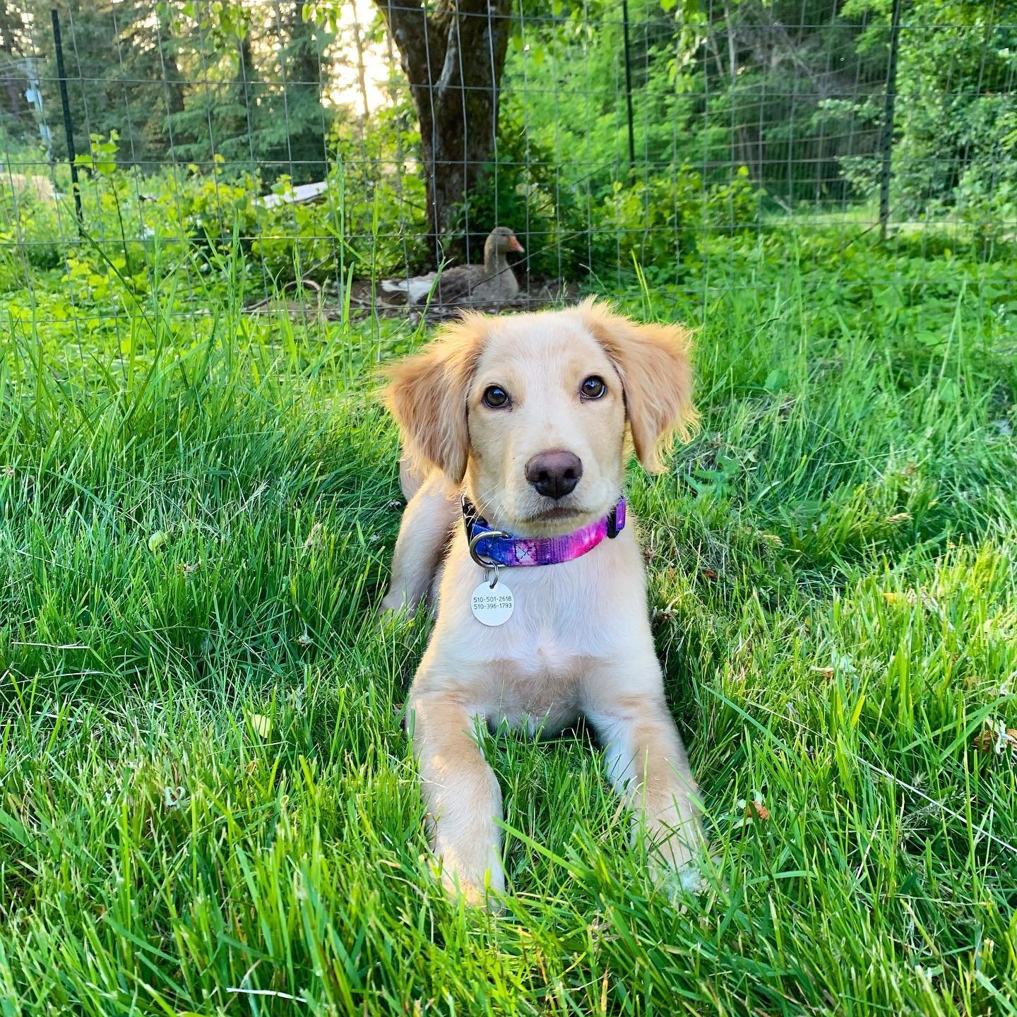 Oh yeah, forgot to tell you all&hellip;we officially adopted this guy who was supposed to just be a foster situation to subdue the crying dog-obsessed heart of my daughter but who is now officially part of our family :). His name is Galaxy!
.
So yes 