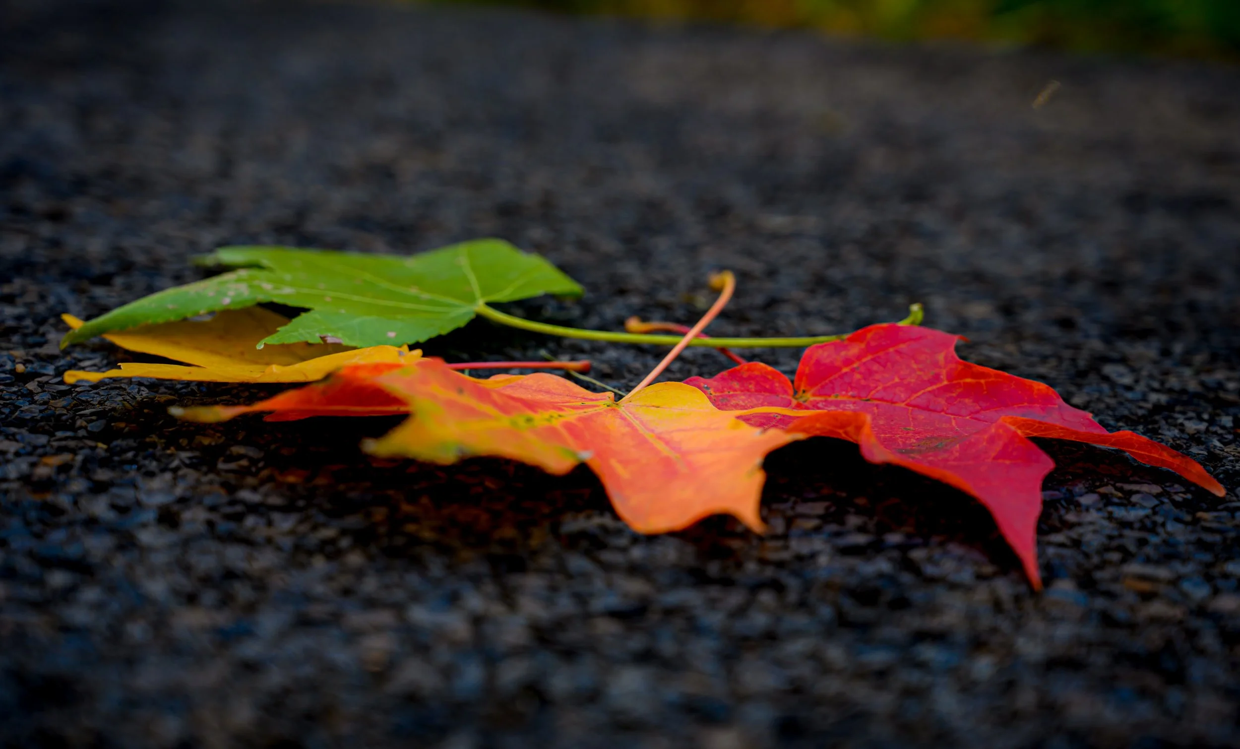 DSC_9592_1.jpg