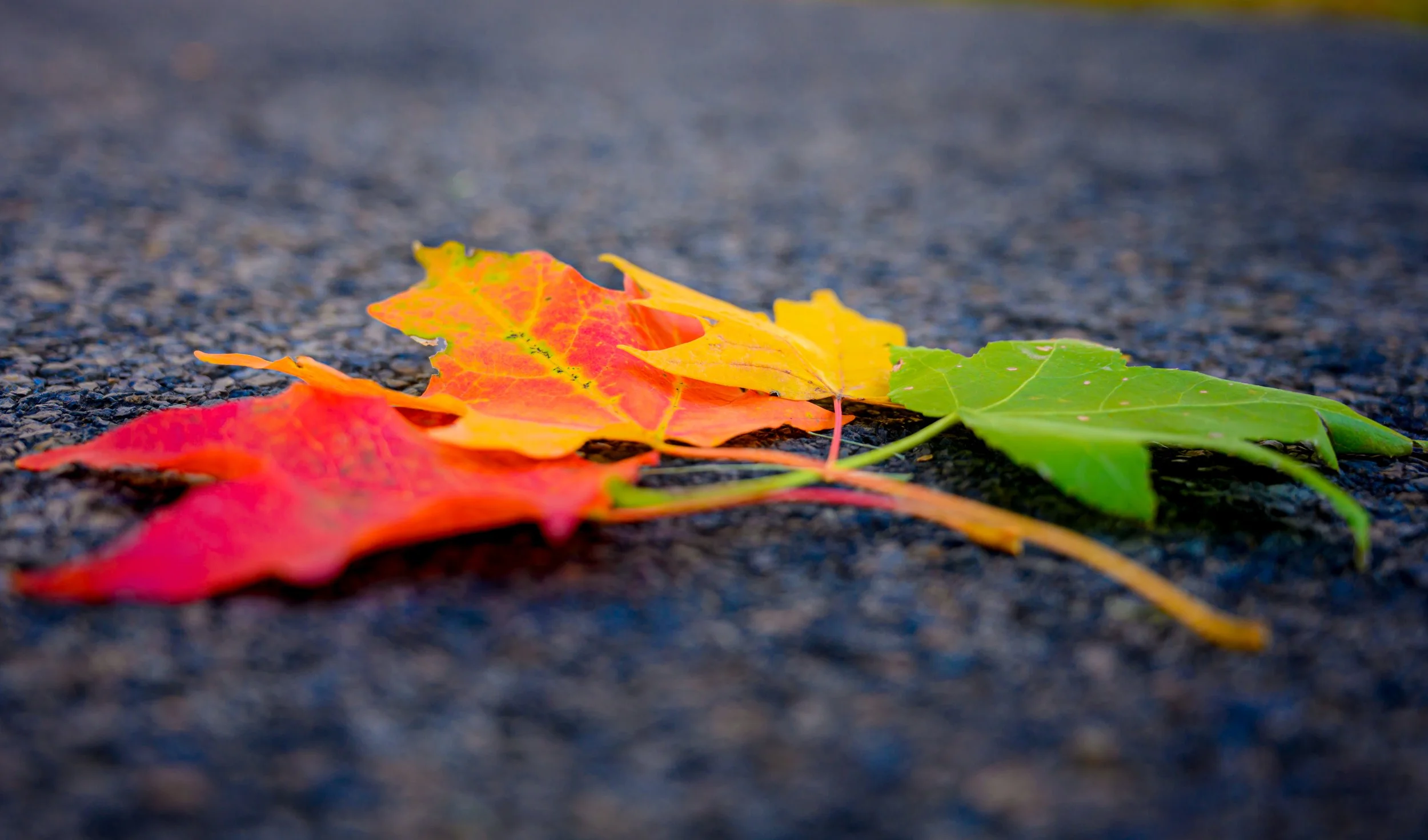 DSC_9584_1.jpg