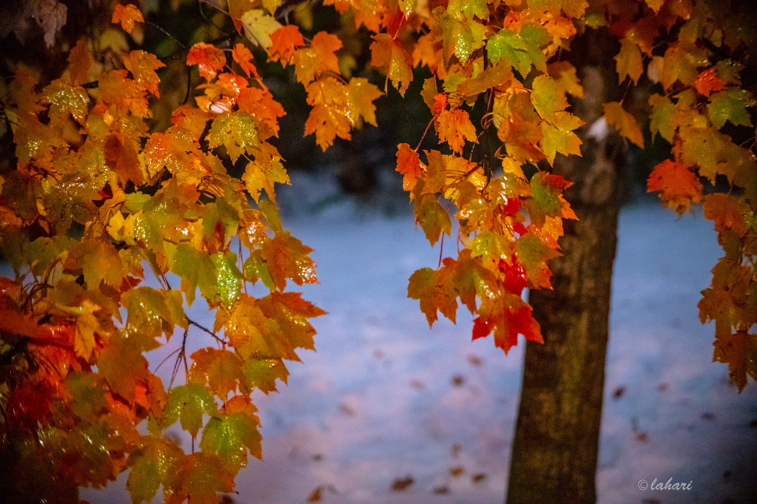 DSC_3477.jpg
