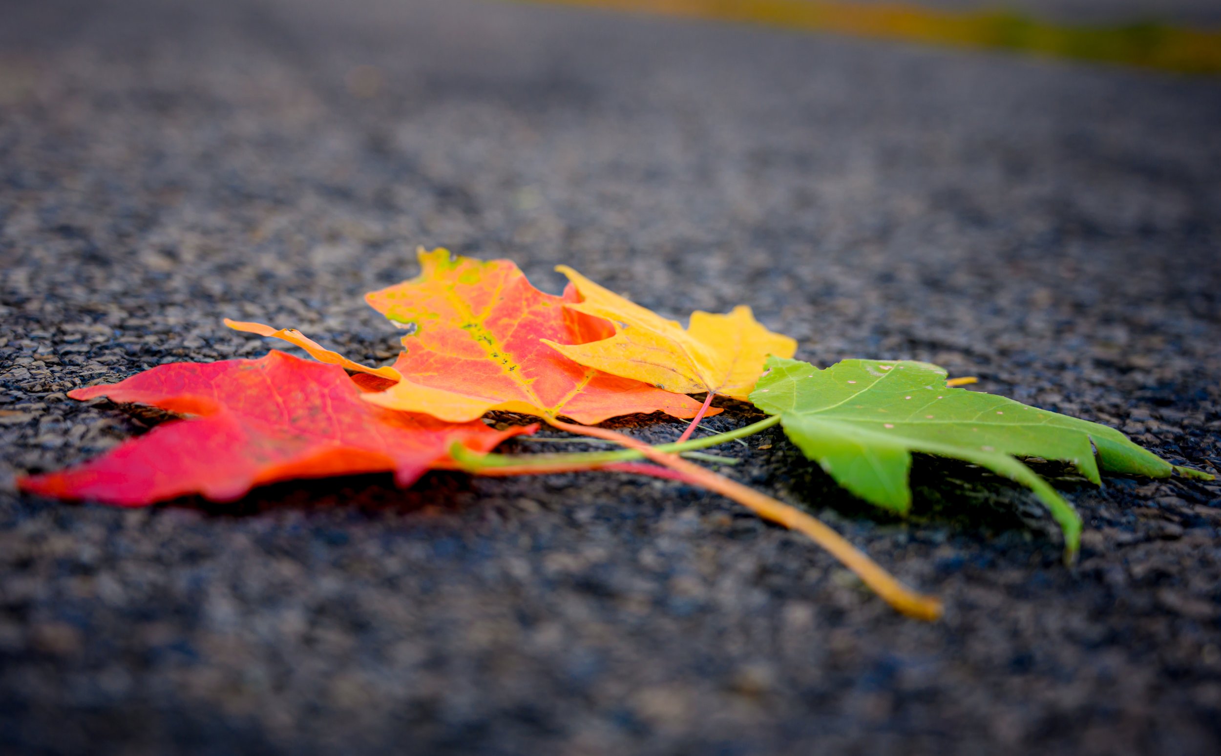 DSC_9586_1.jpg