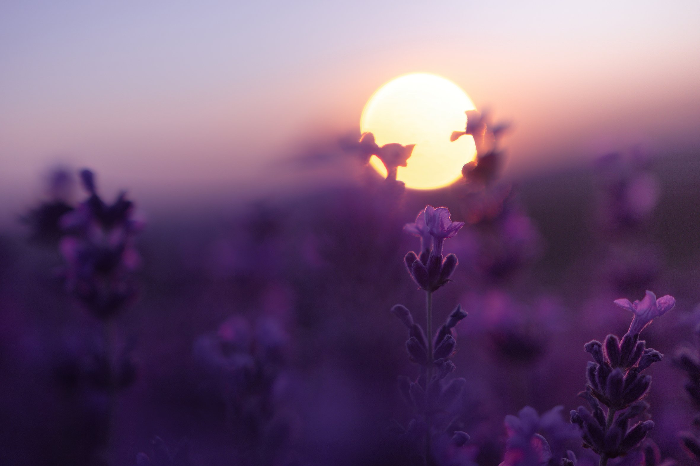 Purple Gold 4